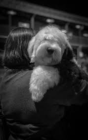 Black And White Old English Sheepdog Puppy Pin By Shanna Robins On Pups With Images English Sheepdog Old English Sheepdog Sheepdog