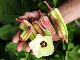 However, if grown for fibre production, it can reach heights up to 4 m. Alabama Red Okra