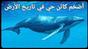 الحوت الأزرق | أضخم حيوان على وجه الأرض. Ø§Ù„Ø­ÙˆØª Ø§Ù„Ø£Ø²Ø±Ù‚ Ø§ÙƒØ¨Ø± Ù‚Ù„Ø¨ ÙˆØ£Ø·ÙˆÙ„ Ù„Ø³Ø§Ù† ÙˆØ²Ù† ÙˆØ·ÙˆÙ„ Ø§Ù„Ø­ÙˆØª Ø§Ù„Ø§Ø²Ø±Ù‚ Youtube