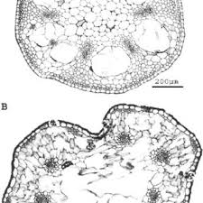 Image result for Kyllingiella microcephala