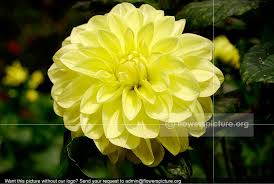 Flowers D Flowers Name Starts With D Hd Wall Papers With Detailed Information Pink Dianthus Dianthus Barbatus D Flowers