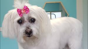 Thirlmere Veterinary Clinic