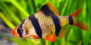 Ikan cupang menjadi ikan hias air tawar yang tidak mudah mati paling populer di indonesia. 4 Jenis Ikan Hias Pemakan Kutu Air Di Kolam Dan Akuarium