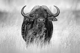 Buffalo In Black And White Wallpaper