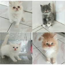 7 fakta unik kucing himalaya yang imut & menggemaskan. Harga Kucing Himalaya Terbaik Peliharaan Perawatan Hewan Hobi Koleksi Mei 2021 Shopee Indonesia