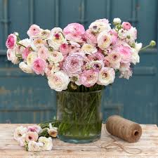 Image result for Ranunculus volkensii