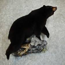 Award Winning Black Bear Shoulder Mount Black Bear Life Size Taxidermy Mount For Sale Taxidermy Mounts Bear Mounts Taxidermy