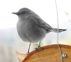Dès la tombée de la nuit, ils réclament leur pitance d'un « pié pié … » grinçant et plaintif qui permet de repérer la nichée. Oiseau Qui Cris Le Soir