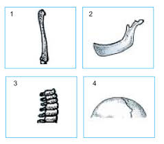 Check spelling or type a new query. Pras Academy Sd Soal Latihan Rangka Manusiano 002