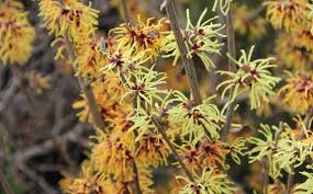 Image result for Hamamelis mollisi