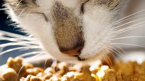 For helping you comprehend such special nutritional needs, check out the different criteria available in regard to best cat food for diarrhea. Best Cat Food For Sensitive Stomach Diarrhea Cat Reviews