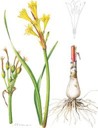 Image result for Mildbraedia carpinifolia