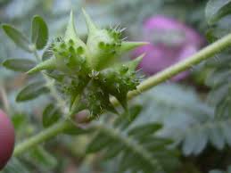 It can be harvested by using lmb with a tool on a hammerskull. How To Get Rid Of Goat S Head Weeds Seeds And Stickers Dengarden