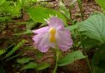 Image result for Siphonochilus kirkii - yellow-flowered form