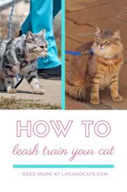 How to walk your cat. Go Walking Leash Training A Cat Life Cats Cat Leash Leash Training Cat Owner Humor