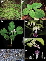 Image result for Adenocarpus