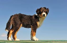 Maybe you would like to learn more about one of these? Australian Bernedoodle Vs Bernedoodle Detailing The Differences And Which Is The Best Breed Oodle Life