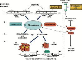 Image result for Selective Estrogen Receptor Modulator