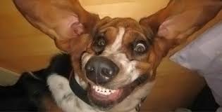 I want to adopt this one and call him snowball. 18 Most Hilarious And Cute Smiling Animals Volganga