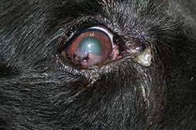Pannus In Dogs Veterinary Partner Vin