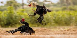Trải Nghiệm Đầy Hòa Quyện và Hồi Hộp Cùng Đá Gà C1