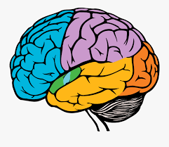 Brain Drawing Easy Free Transparent Clipart Clipartkey Kids and beginners alike can now draw a great looking brain. brain drawing easy free transparent