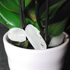 Read more how do i feed my orchid? Orchid Care Tips Ice Cube Watering Specifics