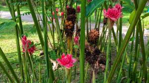 Bahan bunga kantan 2 tangkai bawang merah 1 biji bawang putih 2 ulas cili secukup nya ikan bilis segengam perasa secukup. Tak Hanya Cantik Bunga Kecombrang Juga Punya Manfaat Untuk Kesehatan