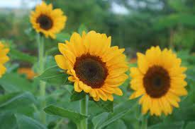 Rudbeckia sekilas nampak menyerupai bunga matahari karena masih dalam satu keluarga. Ciri Ciri Bunga Matahari Dan Manfaatnya