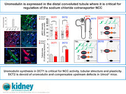 The proximal convoluted tubule (see fig. Uromodulin Is Expressed In The Distal Convoluted Tubule Where It Is Critical For Regulation Of The Sodium Chloride Cotransporter Ncc Kidney International