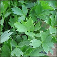 Lovage is best kept in the fridge. Lovage Levisticum Officinale Buy Plants From Norfolk Herbs