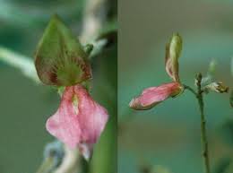 Image result for Indigofera kuntzei