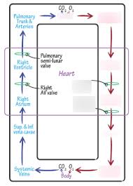 Blood Flow Through The Left Side Of The Heart Oxygenated