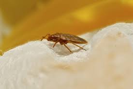 We provide essential proactive pest. Bed Bugs Pest Control Bed Bug Treatment Dubai Services Company