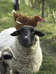 Sheep And Pushy Hen Farm Animals Sheep Animals