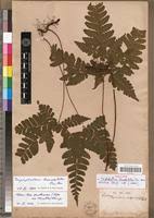 Image result for Triplophyllum