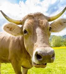 8 another bovine head case. Bghlbt3n6yn6im