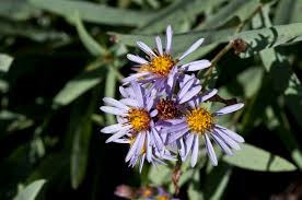 Image result for Aster harveyanus