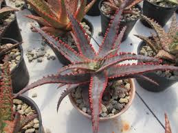 Cactus aloe vera smoothie is super healing. Aloe X Succulents Aloe Cactus And Succulents