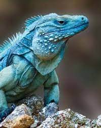 Blue Iguana Cute Reptiles Iguana Reptiles