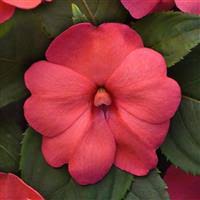 Image result for Impatiens salpinx