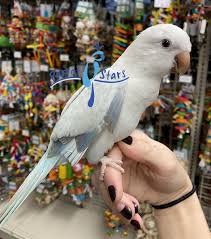 Browse through available doves for sale by aviaries, breeders and bird rescues. Quaker Blue Crossover