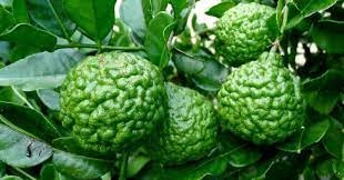 Karena jeruk lemon ini sering sebagai minuman karena perpaduan rasanya yang asam, sedikit manis dan menyegarkan. Penyediaan Mandi Limau Untuk Segarkan Badan Rupanya Jin Tidak Suka Harumannya Kashoorga