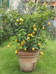 Zitrusbaum Zitruspflanze Citrus Pflege Vermehrung Mediterraner Garten Garten Pflanzen Pflanzen