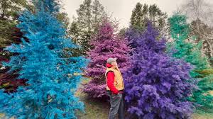Check spelling or type a new query. Dart S Christmas Tree Farm Gets Creative With Sea Of Rainbow Trees Abc7 New York
