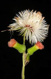 Image result for Crassocephalum crepidioides