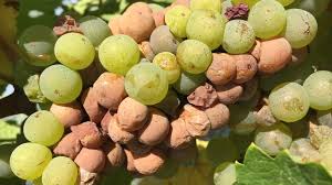 You will need the best pest control option for your unique situation, if you want to keep firm control over your pest problem. How To Stop Sour Rot Of Grapes Growing Produce