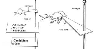 Http Ars Usda Gov Images Docs 10141 10335 Fig2021b C Gif Pinning A Tiny Bug Insect Collection Biologist Image
