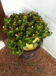 Jade Tree Plant Money Tree Money Tree Is Another Feng Shui Plant Feng Shui Plants Plants Jade Plants