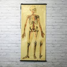 Vintage 1940s Human Skeleton Anatomy Chart